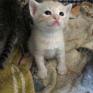 もうすぐ離乳の2匹です