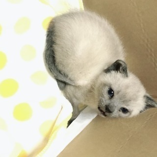 生後約一ヶ月の子猫の里親さん募集