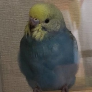 セキセイインコ里親募集！