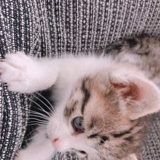 捨て猫(子猫)