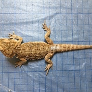 里親様決定白フトアゴヒゲトカゲ ベビー
