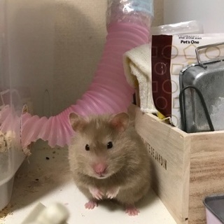 長毛ハムスター キンクマ
