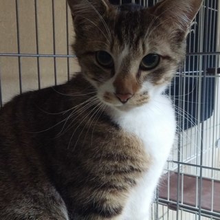 おバカ可愛いサバ白くん