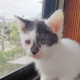 子猫(野良)
