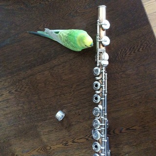 セキセイインコを探しています！