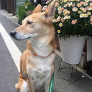 推定２歳のミックス犬、里親を募集します！！（緊急！！！）