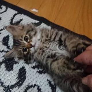 2ヶ月くらいの雑種猫ちゃんです！