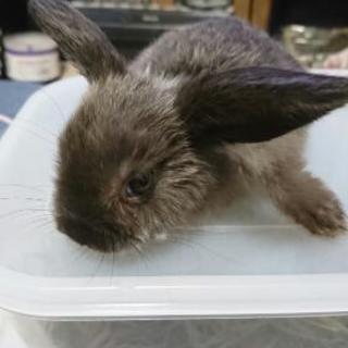 良いご縁がありました。お問い合わせ頂いた皆さまありがとうございました。