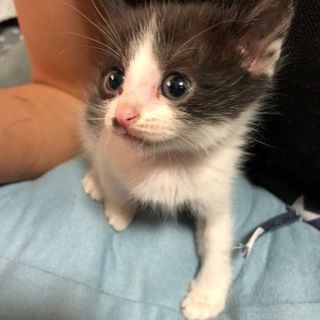 里親募集！ − 鳥取県