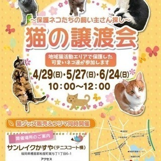 【かすやねこ】譲渡会を開催します！