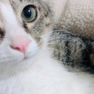 甘え上手！抱っこ大好きおっとりミケ♀