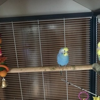 セキセイインコ里親募集