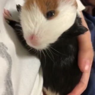 モルモット♂里親募集！