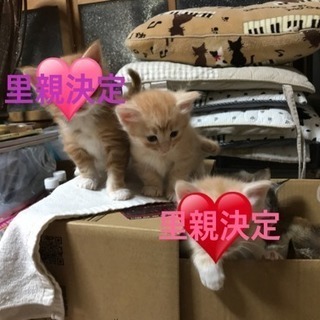 3匹の里親さん募集です！