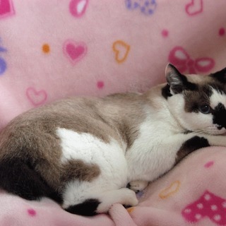 ブルーの瞳、シャム三毛のシャムコちゃん - 猫