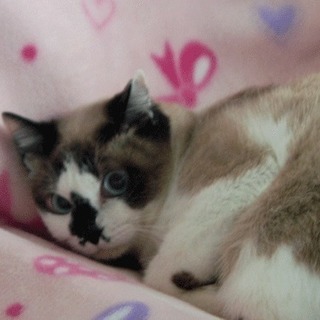 ブルーの瞳、シャム三毛のシャムコちゃん − 神奈川県