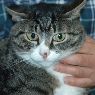 大人しく甘えん坊だけど臆病のコーちゃん。 - 猫