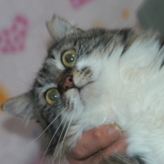 ふさふさシッポがチャームポイントの女の子、チビちゃん。 − 神奈川県