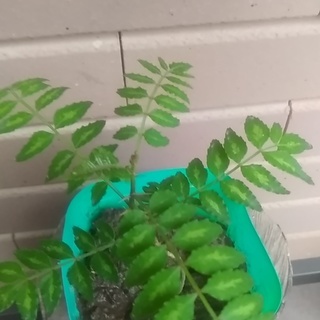山椒の木