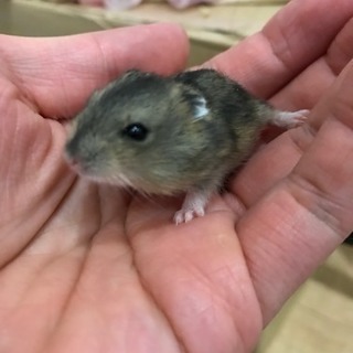 ジャンガリアンハムスター里親募集