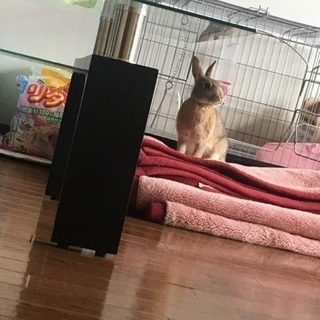 こうさぎ