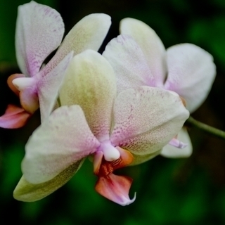 ＜横浜駅近＞シミを残さない様に・・美白とダメージ肌セルフケア🌸リンパケアで顔のむくみも取れ代謝アップ🌸の画像