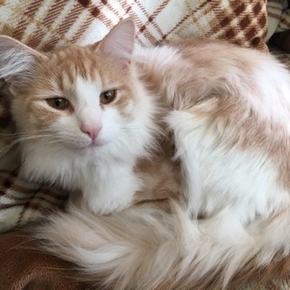 迷い猫