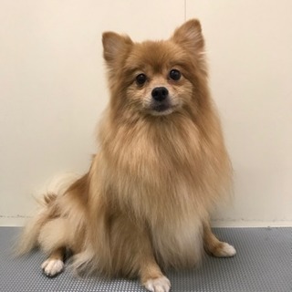 ポメラニアン ♀ ぽぽ 7歳