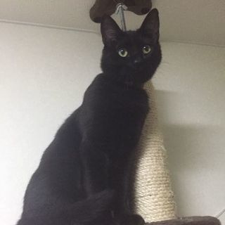 猫が迷子になってしまいました。