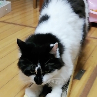 フワ君★オス5歳です！