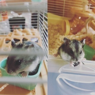 ハムスター里親募集
