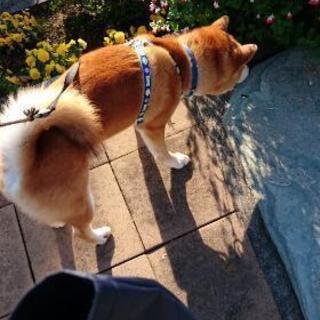 柴犬グループメンバー