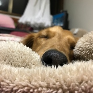 犬友募集