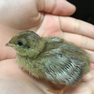 姫うずらのひな