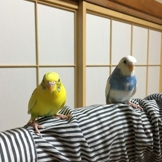 セキセイインコ友達募集。女性のみ。
