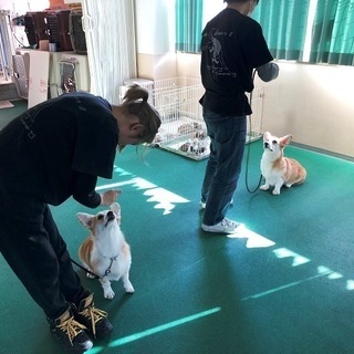 日曜日に自由にトリミング技術習得！神戸愛犬美容専門学院の画像