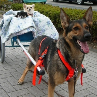 日曜日に自由にトリミング技術習得！神戸愛犬美容専門学院の画像