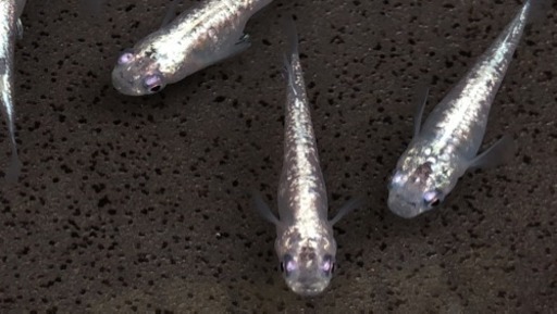 螺鈿光メダカ系の最高峰 『鏤（ロウ）』の1ペア