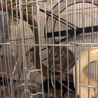 デグーマウス♂