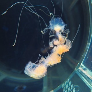 京都水族館へ行きませんか？🐟 - 京都市