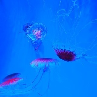京都水族館へ行きませんか？🐟 - 友達