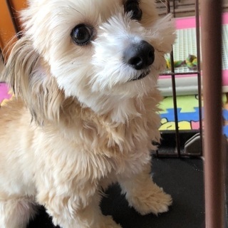 懐っこいMIX犬♪