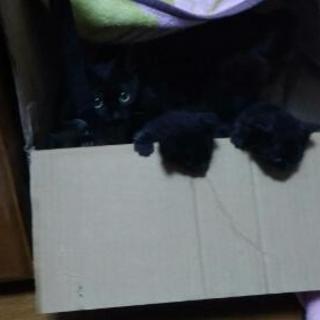 ♀子猫ちゃんです✩