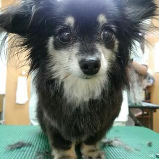 保土ヶ谷区上菅田 小型犬のトリミング