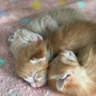 生後1週間です  一旦停止中‼️