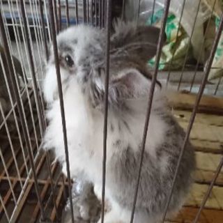 オスの子ウサギ(ホーランドロップ)