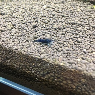 ☆蒼い宝石☆ ベルベットシュリンプ 10匹の画像