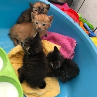 子猫里親募集