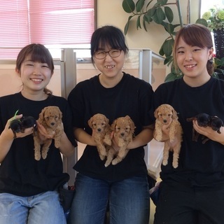 ワンちゃんの飼い主様へ！日曜日に習うことができるようになりました！神戸愛犬美容専門学院　姫路校・神戸校の画像