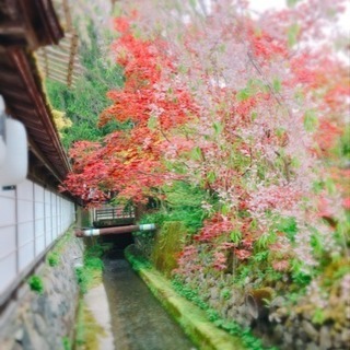 高野山でヨガ.瞑想.精進料理の画像